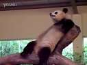 (绝对爆笑)史上最倒霉的熊猫,睡觉时被另一只熊猫用尿浇醒!(时光出品)