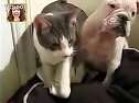 (动物搞笑)猫咪把狗狗揍飞了!