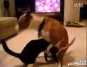 (18禁)猫和狗之间的18禁镜头