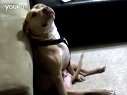 (搞笑)my dog is packin!!! so funny lol
