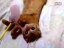 史上最全的猫咪搞笑视频~
