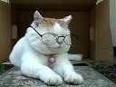 è塹2011.08.17R Reading glasses߹ۿ