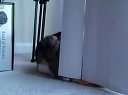 (搞笑)猫咪会武术 狗都挡不住