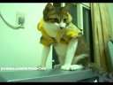 (搞笑)会自己脱上衣的猫咪