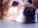 世界上最能忍受折磨的狗狗(靓仔轩的爱犬“赖奇哥”)
