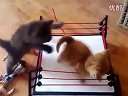 WWE cat wrestling߹ۿ