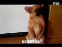韩国明星的脑残粉儿够牛逼的啊 某S制作