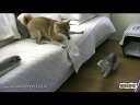 猫与狗的爱情故事!(春季幽默)