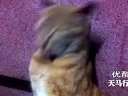 (拍客)实拍超可爱的点头猫,就像吃了摇头丸