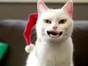 (时光搞笑)猫咪用爆笑歌声祝你圣诞快乐!在线观看