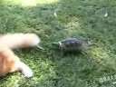(搞笑)让猫崩溃的乌龟