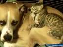 (藤缠楼)比特犬与小猫