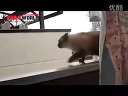 生活太艰难猫咪都不想活了
