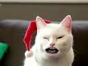 Yodeling Cat ˸ ô߹ۿ