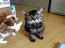 天敌猫狗大战 Natural dog and cat