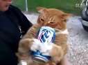 暴强 爱喝啤酒的猫咪