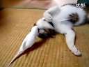 不要命了还敢把猫叫醒 太极全讯网
