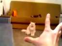 (藤缠楼)魔手隔空扭杀小猫