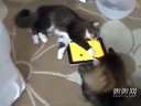 搞笑视频 当猫猫遇上高科技