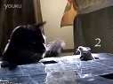 (囧囧独家)猫咪打鼠机,萌死了