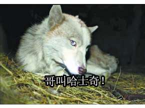 原来iPad还能这么玩的