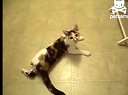 超萌的猫咪say(“Hello")