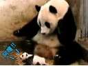 萌物恶搞亮瞎各种荧屏