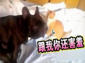 逆天猫狗恋感天动地啊
