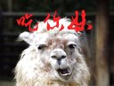 神吐槽我的同桌是极品