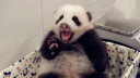 看镜头!圆仔表情动作秀
