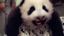 呆萌!熊猫圆仔长牙齿啦