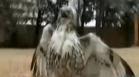 实拍老鹰半空变"冰雕"坠地