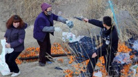 货车侧翻桔子遭村民哄抢