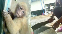 边境餐馆中猕猴被当场宰杀