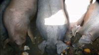 官方辟谣“黄梨滞销喂猪”事件