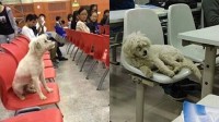 “学霸狗”被保安棒杀引争议