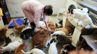 西安女孩辞职养70只流浪猫
