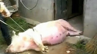 江西高安病死猪流入市场