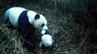 野生大熊猫携子游首次被拍