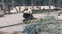 与大熊猫生活零距离接触