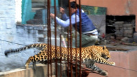 实拍猎豹闯闹市区伤人