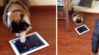 ԭIpad߹ۿ