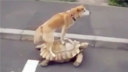 乌龟载着汪星人"招摇过市"!