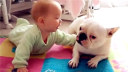 呆萌斗牛犬教小主人怎么爬行