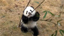 一只和竹子不停较劲的大熊猫