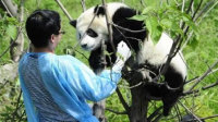 最"萌"工作熊猫观察员羡煞人