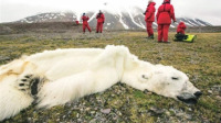 暗访珍稀野生动物标本交易