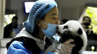 萌宠们的"奶爸奶妈"