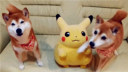 当秋田犬和皮卡丘成了好盆友