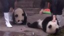 调皮熊猫抢吃食不成打滚卖萌